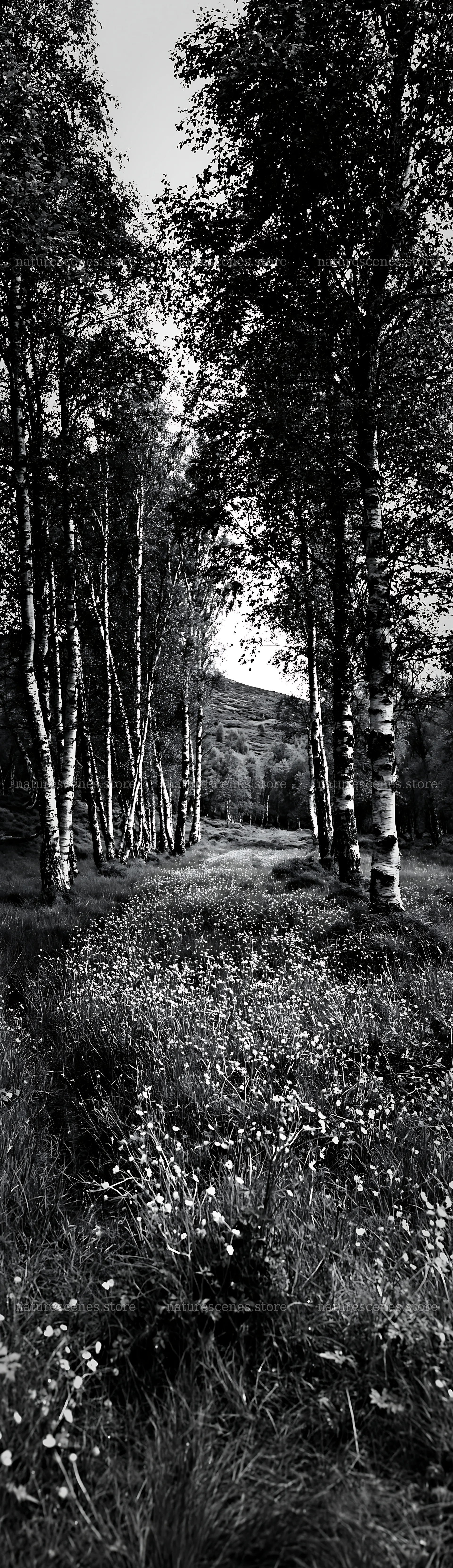 Birch grove with flowers and tall grass in black and white – nature scenes 4268x14762