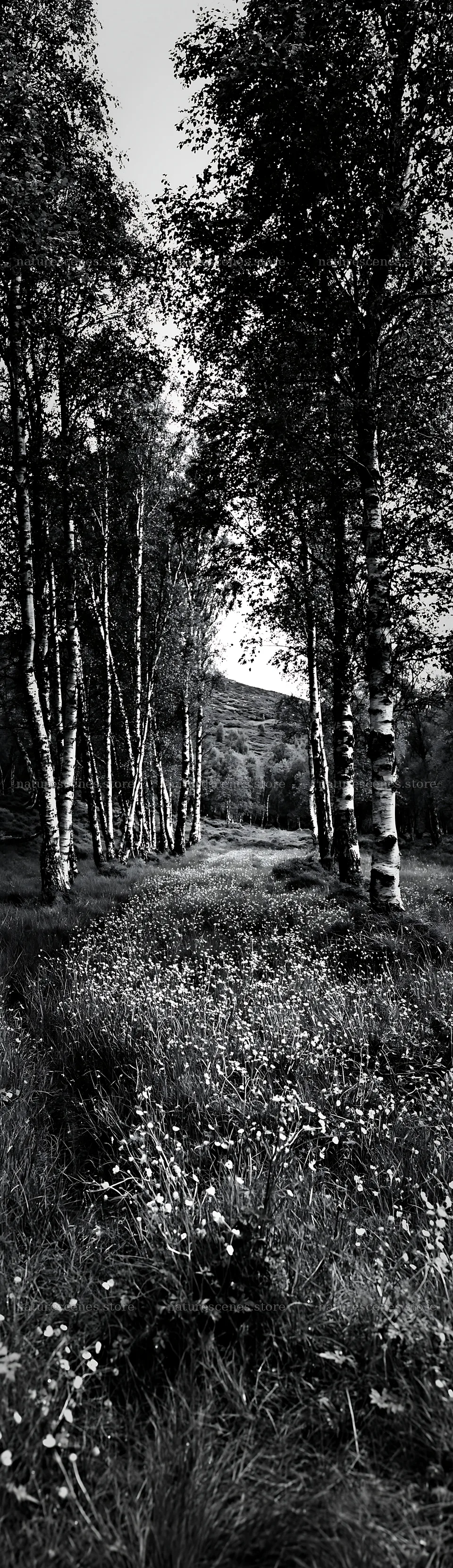Birch grove with flowers and tall grass in black and white – nature scenes 4268x14762