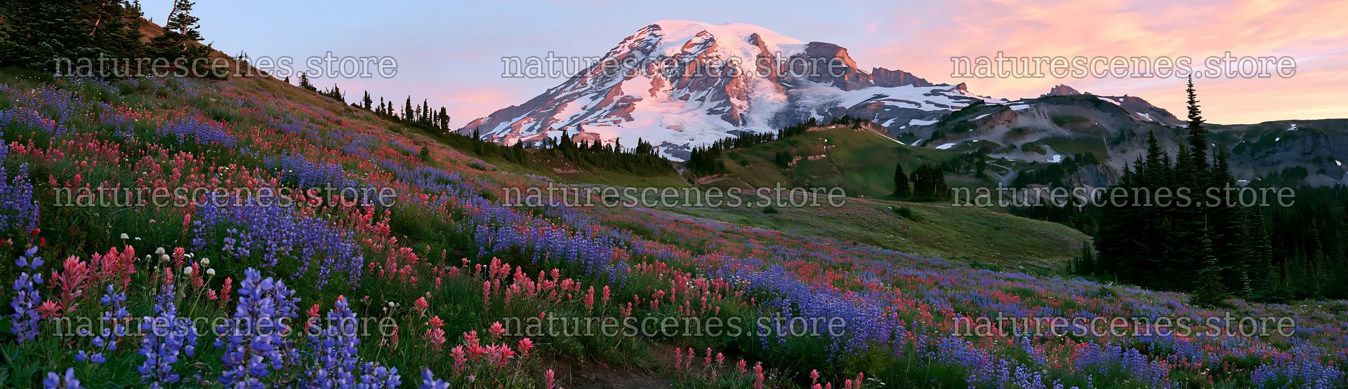 Mount Rainier wildflower meadow at sunrise – nature scenes 14762x4268