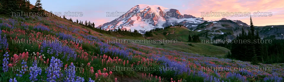 Mount Rainier wildflower meadow at sunrise – nature scenes 14762x4268