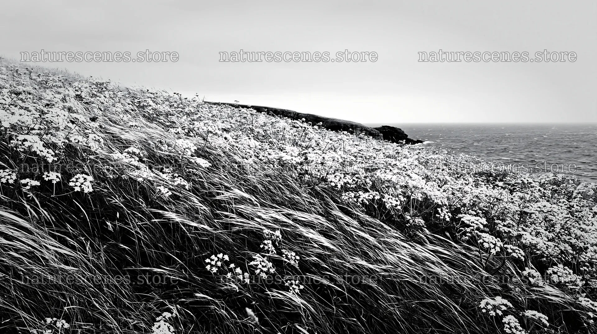 Cow parsley meadow beside the sea in black and white – nature scenes 10608x5938