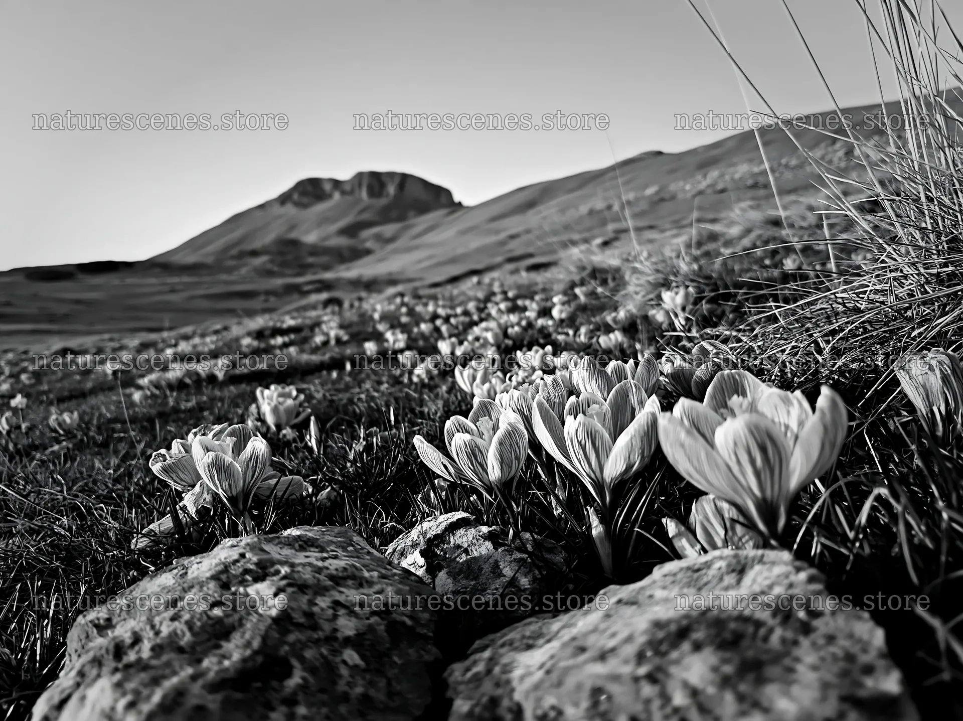 Crocuses blooming in a mountain meadow at dusk – nature scenes 9174x6866
