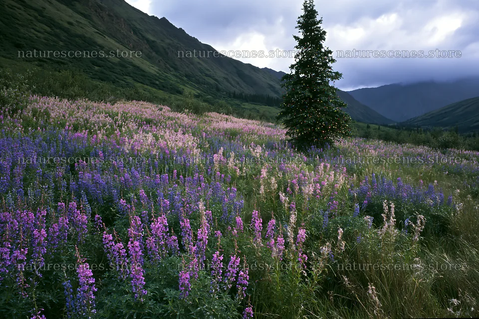 Christmas tree in meadow with flowers in mountain valley – nature scenes 9722x6480