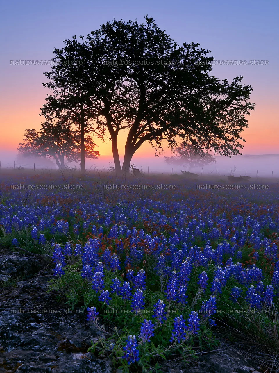 Bluebonnet meadow sunrise with trees and fog – nature scenes 6866x9174