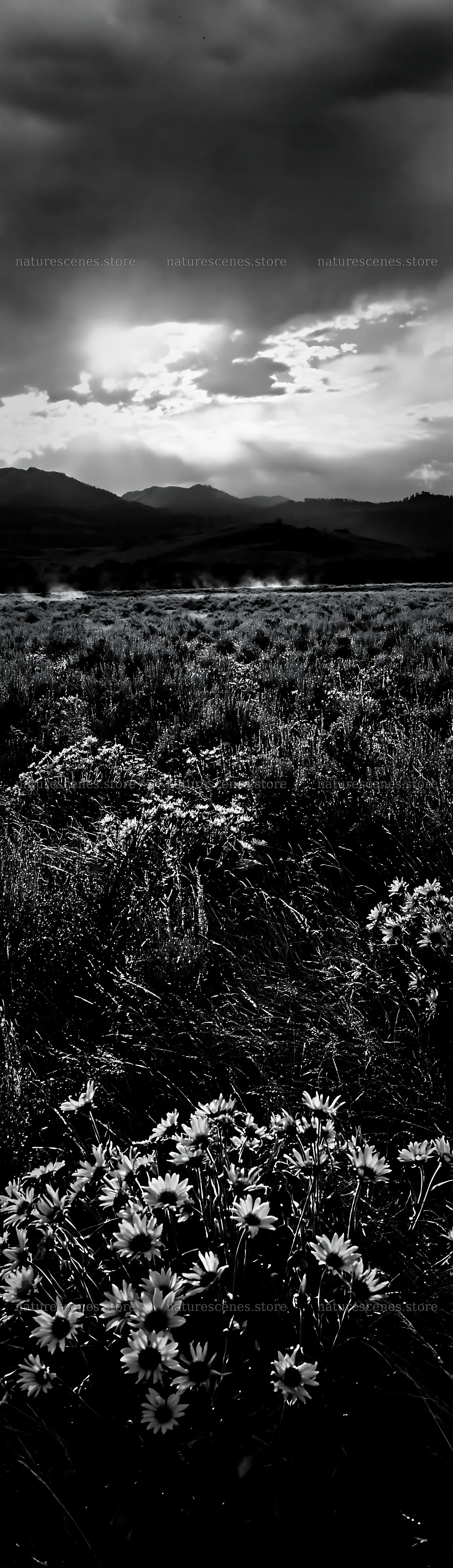 Sagebrush meadow light with clouds and mountains in background – nature scenes 4268x14762