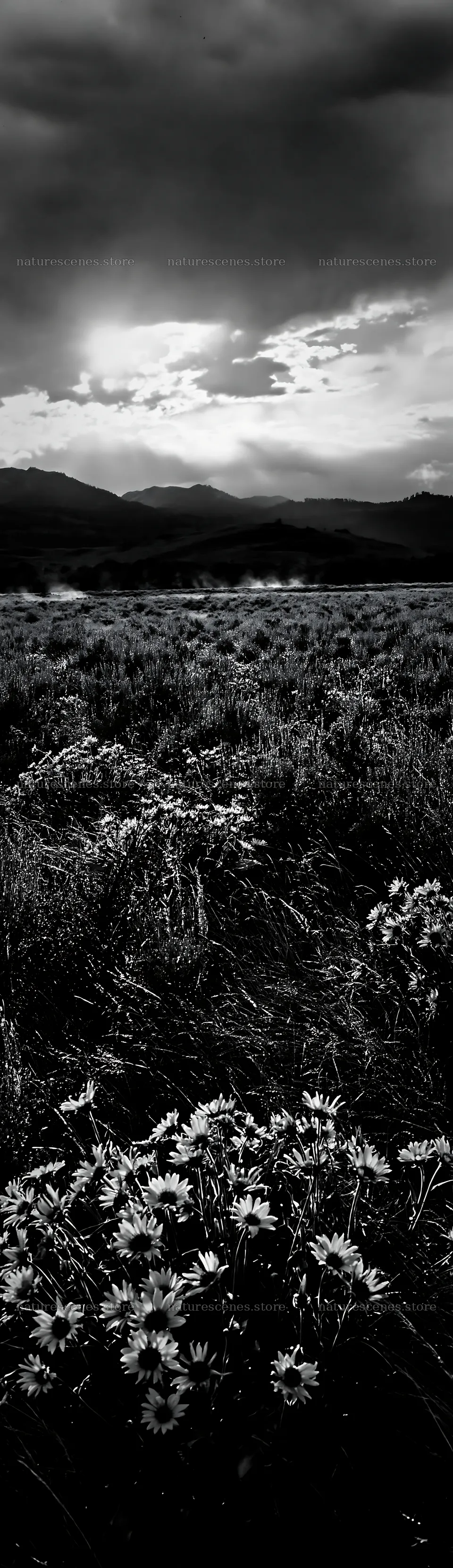 Sagebrush meadow light with clouds and mountains in background – nature scenes 4268x14762