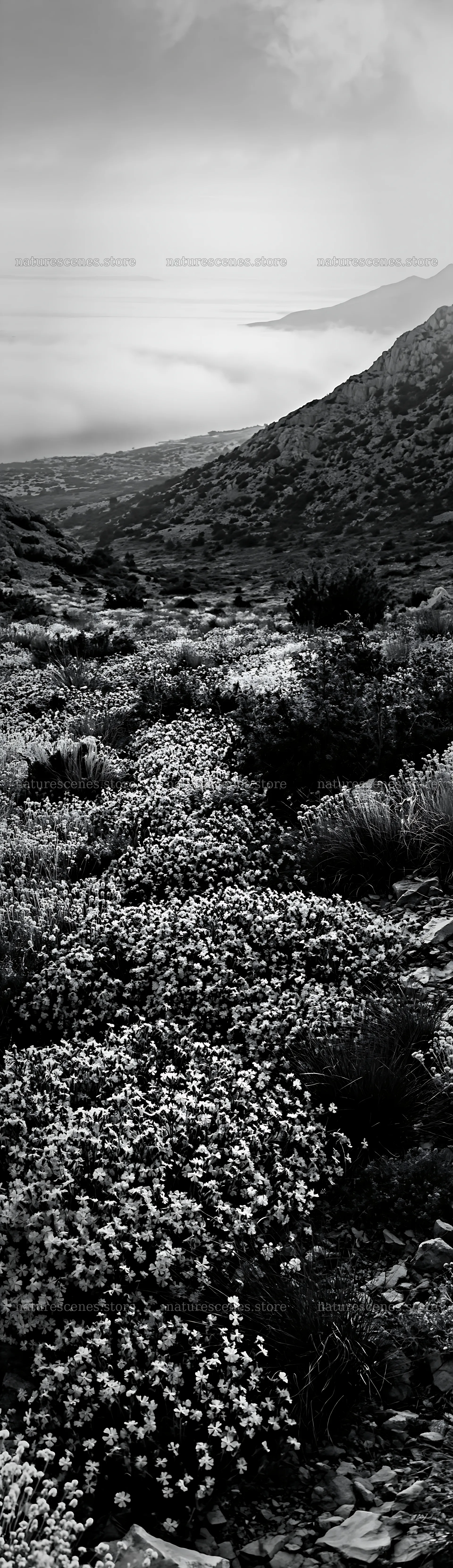 Croatian meadow above the Adriatic coast in black and white – nature scenes 4268x14762