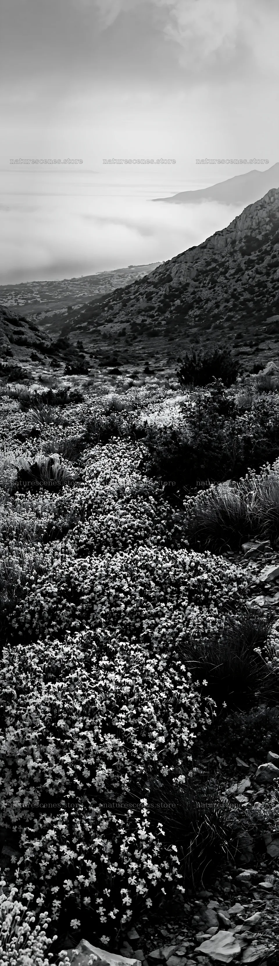 Croatian meadow above the Adriatic coast in black and white – nature scenes 4268x14762