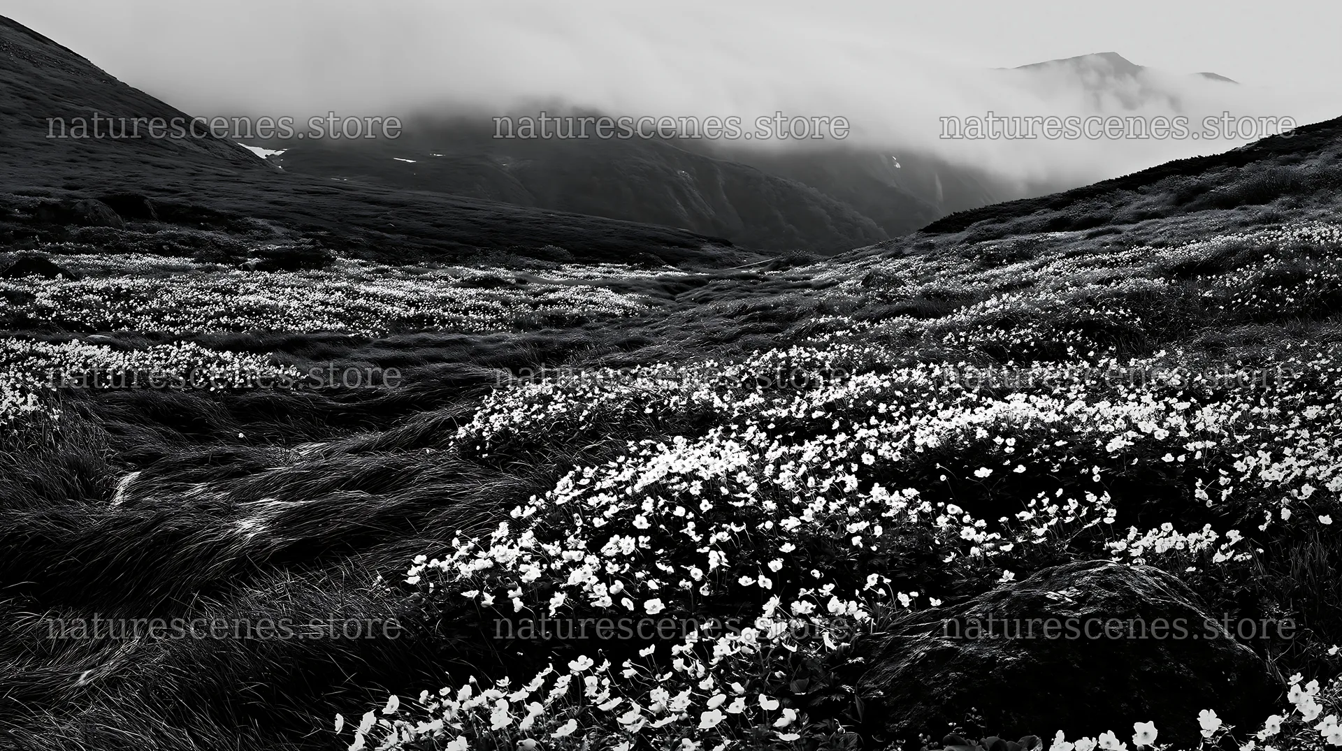 Snowmelt rock foreground with flowers in Toyama alpine meadow – nature scenes 10608x5938