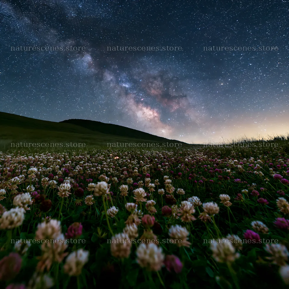 Clover meadow under a starlit sky at night – nature scenes 7938x7938