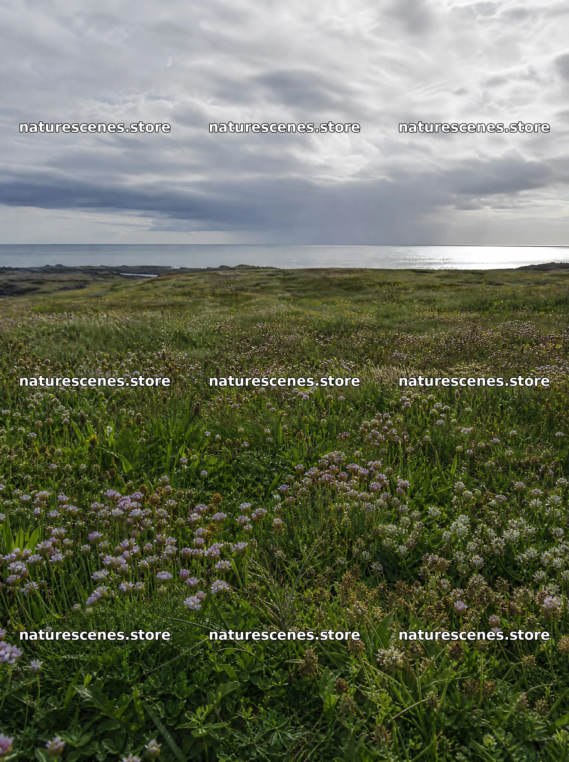 Rewilded meadow with coastal view under cloudy skies – nature scenes 6858x9186