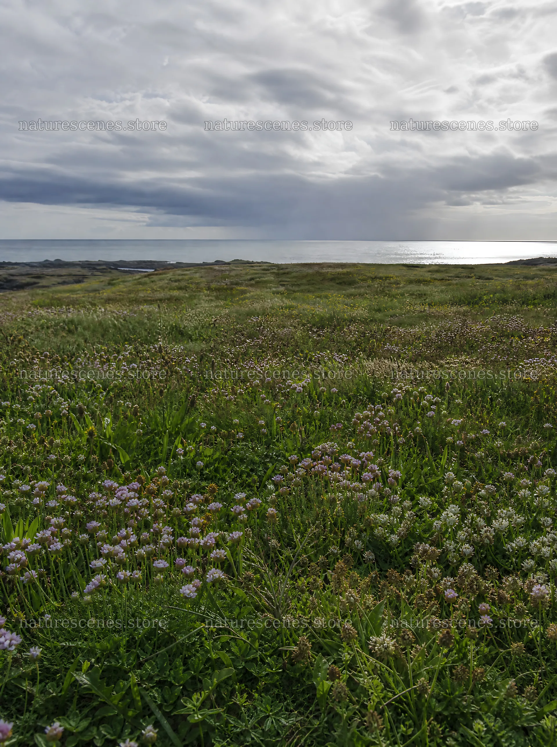 Rewilded meadow with coastal view under cloudy skies – nature scenes 6858x9186