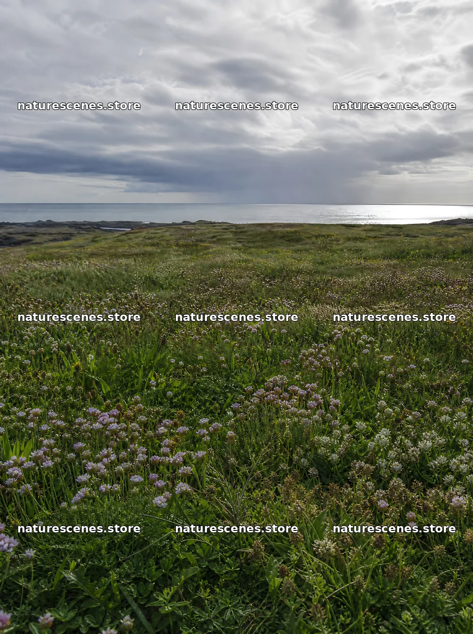 Rewilded meadow with coastal view under cloudy skies – nature scenes 6858x9186