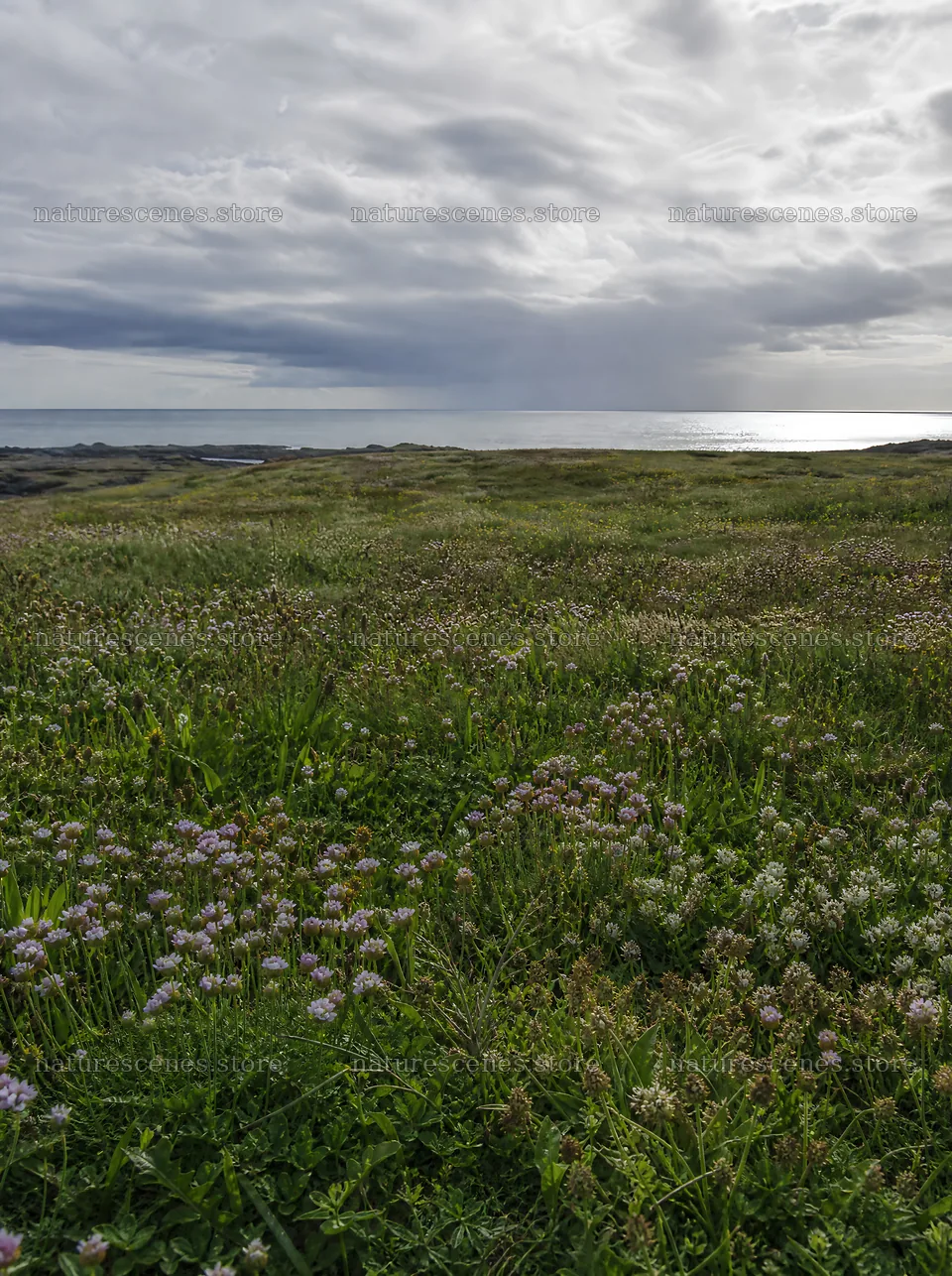 Rewilded meadow with coastal view under cloudy skies – nature scenes 6858x9186