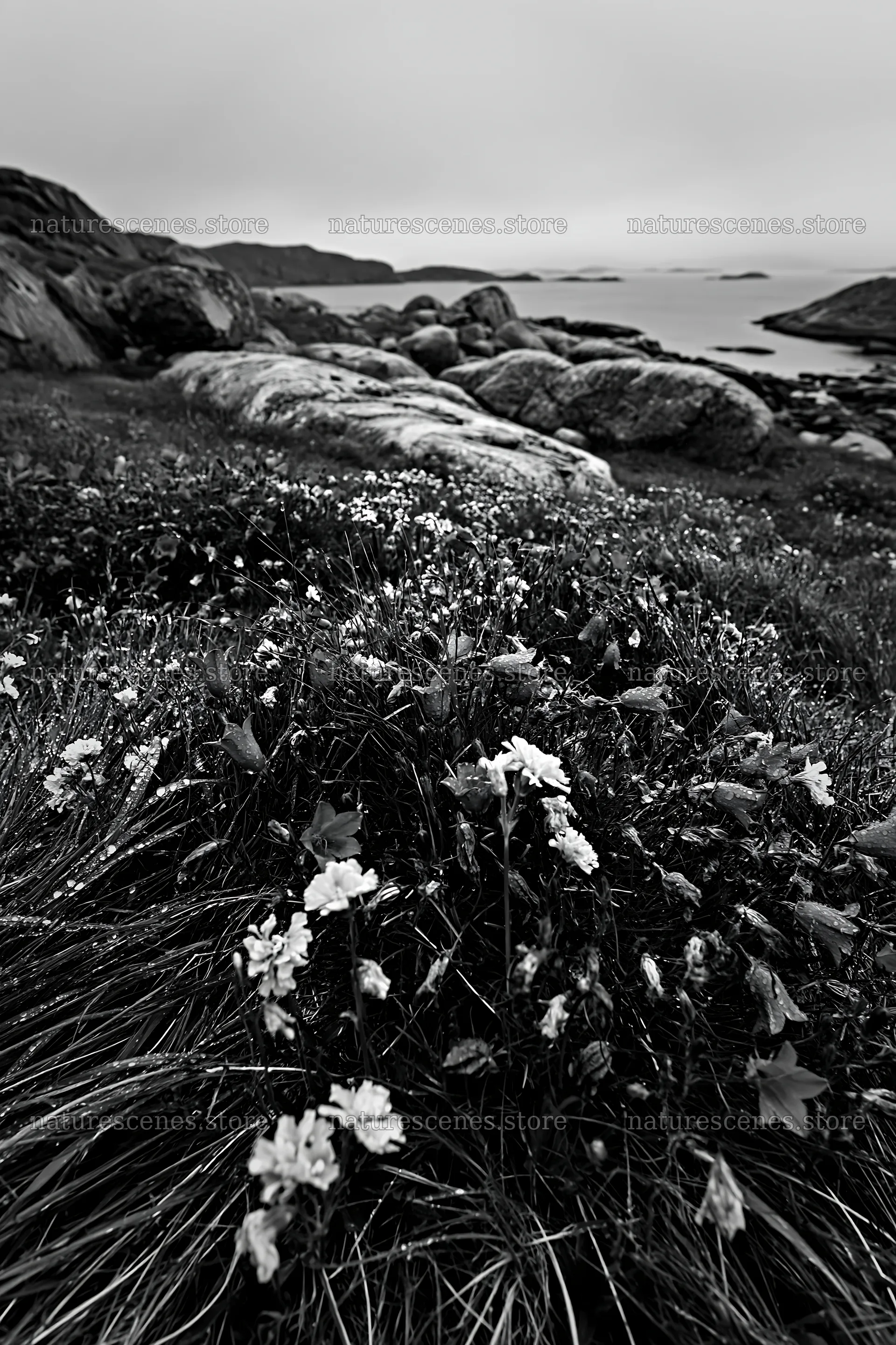 Meadow with boulders and coastal view – nature scenes 6480x9722