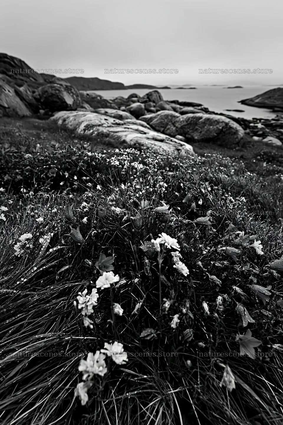Meadow with boulders and coastal view – nature scenes 6480x9722