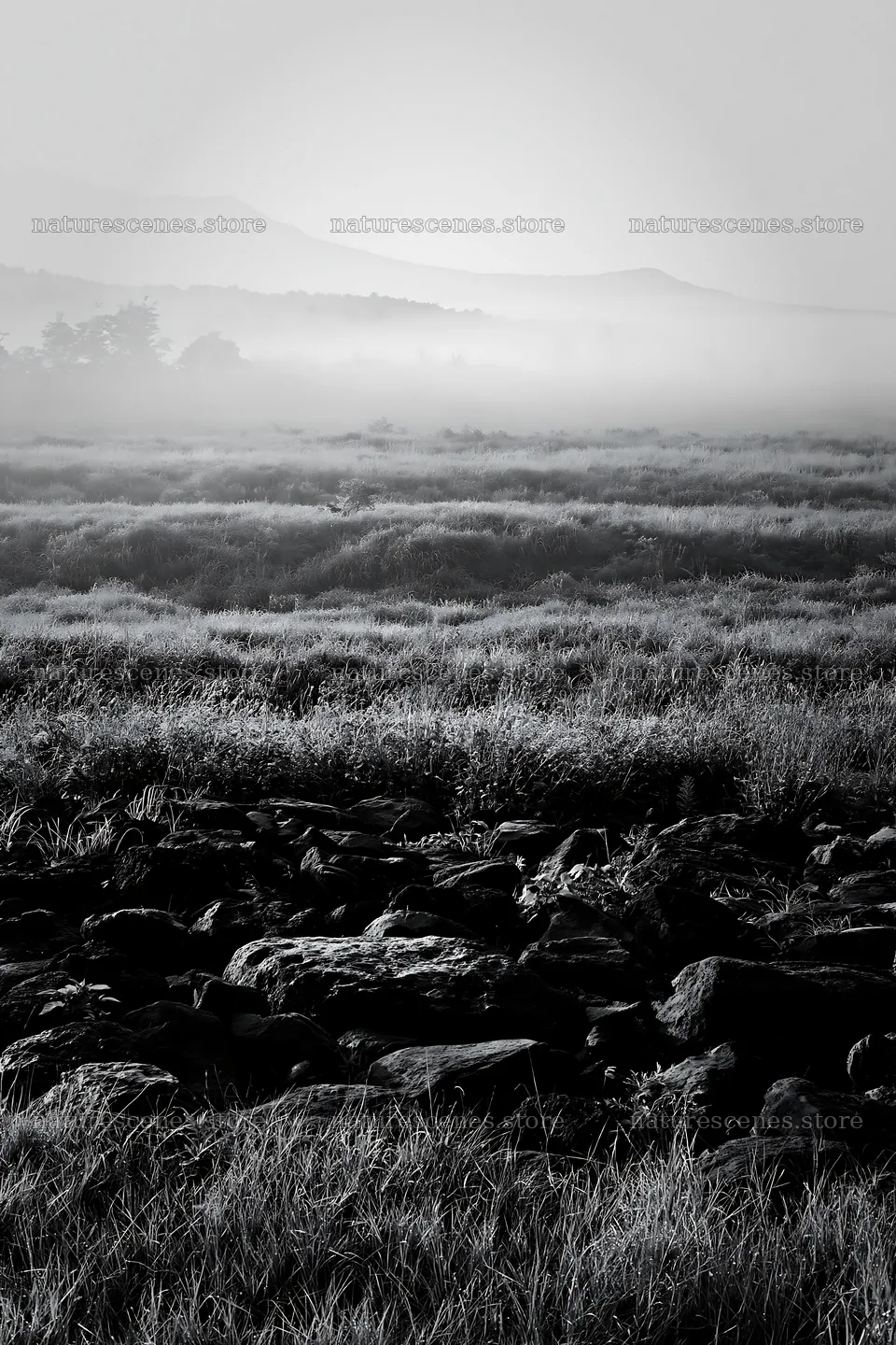 Yamanashi regenerative meadow with basalt stones under morning mist – nature scenes 6480x9722
