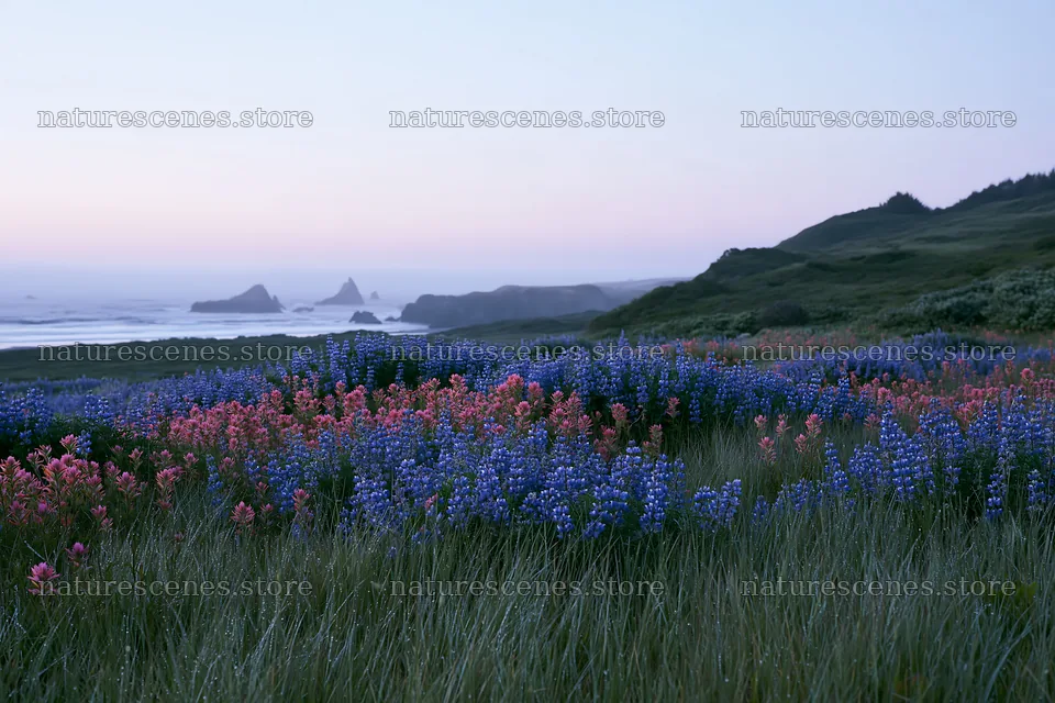 Beachside flower meadow at dusk with colorful wildflowers – nature scenes 9722x6480