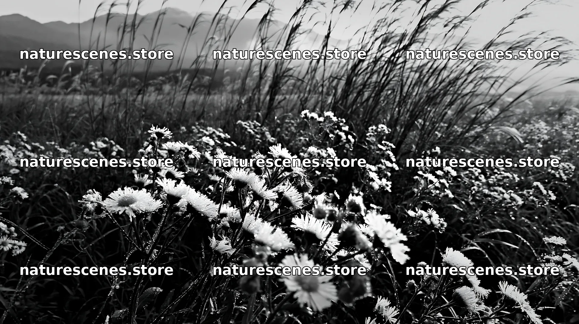 Niigata floodplain restoration meadow dew foreground – nature scenes 10608x5938