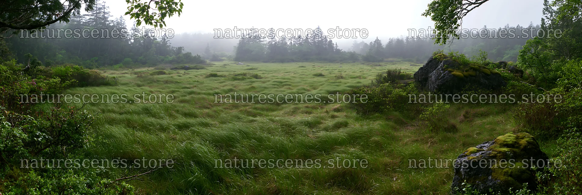 Miyagi spring recovery meadow mossy stone – nature scenes 13690x4602