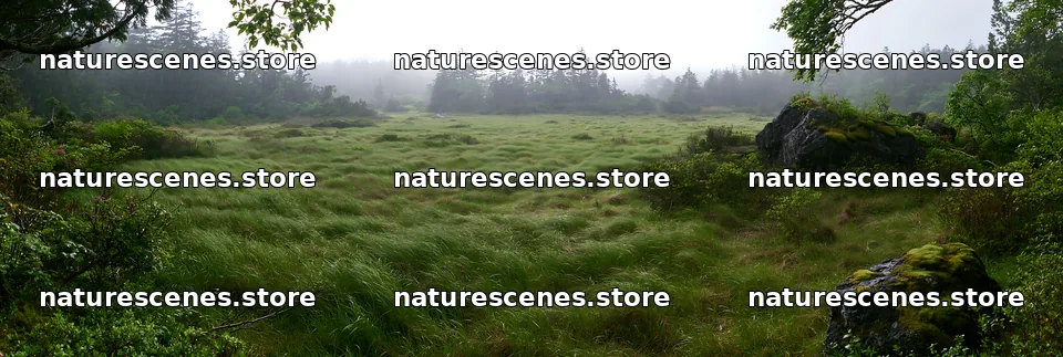 Miyagi spring recovery meadow mossy stone – nature scenes 13690x4602