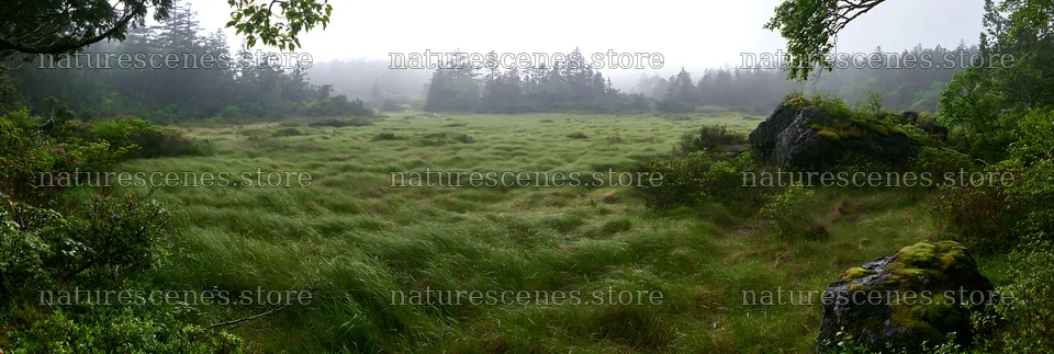 Miyagi spring recovery meadow mossy stone – nature scenes 13690x4602