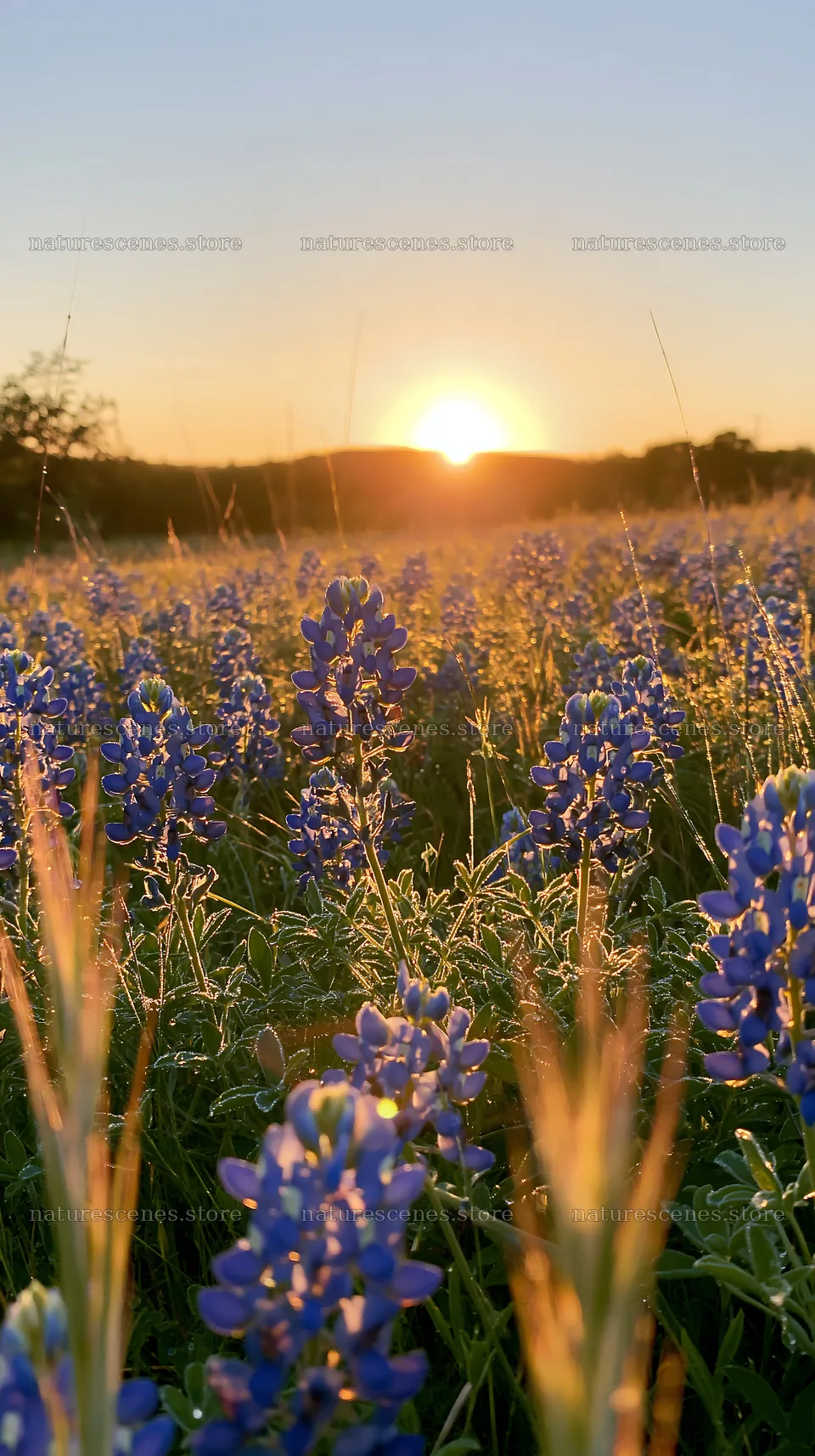 Bluebonnet meadow at sunrise with warm sunlight – nature scenes 5938x10608