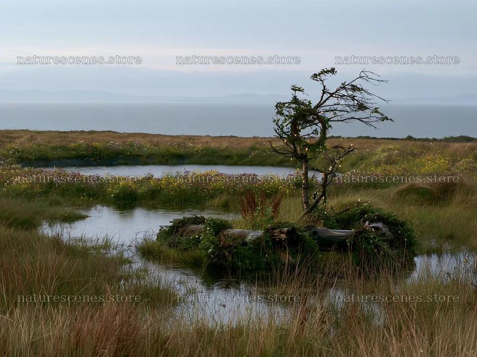 Expansive Christmas meadow with rainwater retention and log – nature scenes 9174x6866