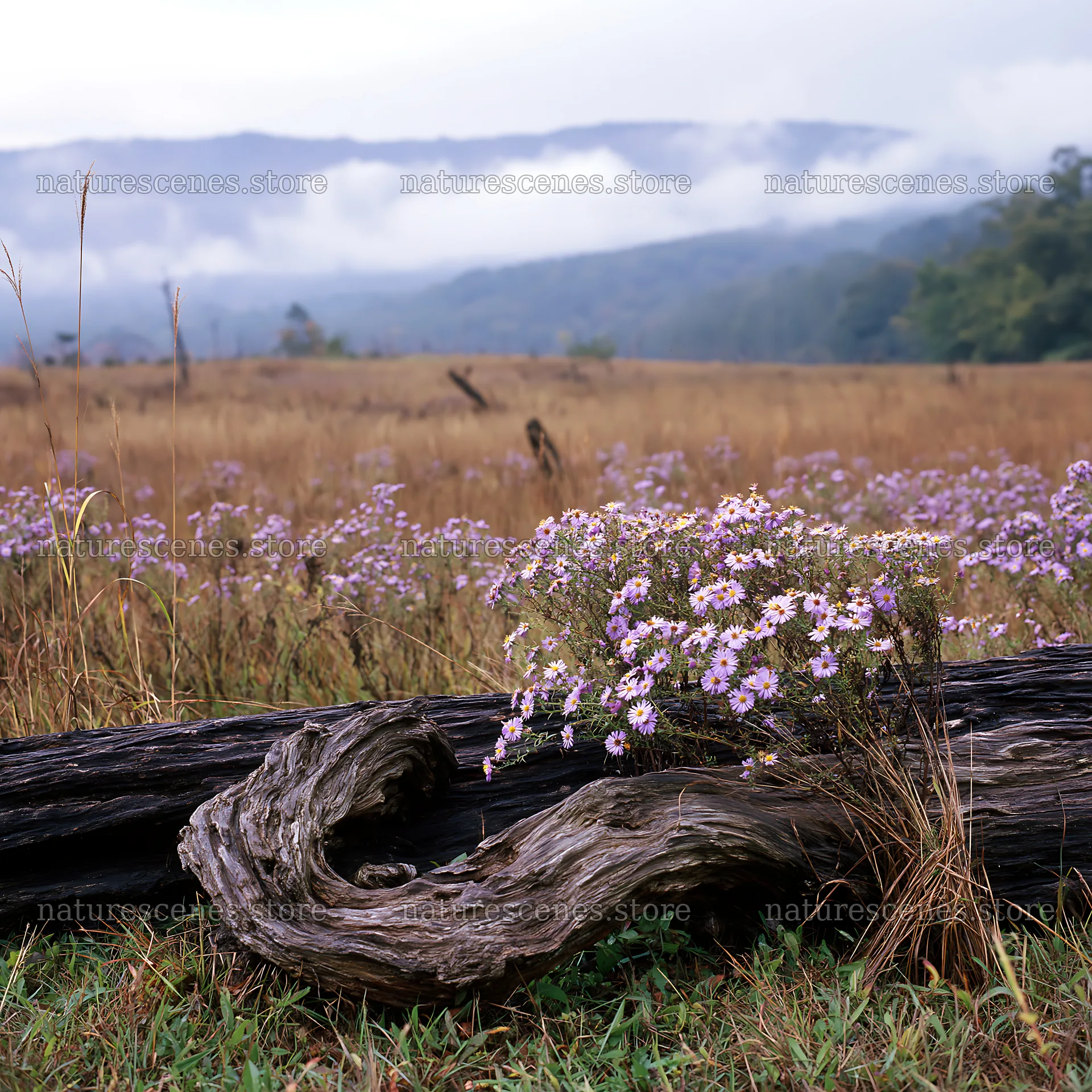 Wakayama autumn meadow with weathered wood in the foreground – nature scenes 7938x7938
