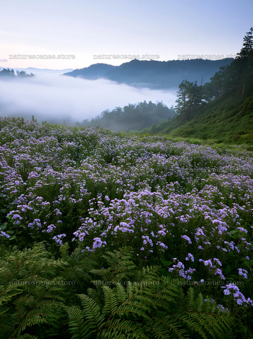 Tokushima mountain meadow with fern fronds and purple flowers – nature scenes 6866x9174