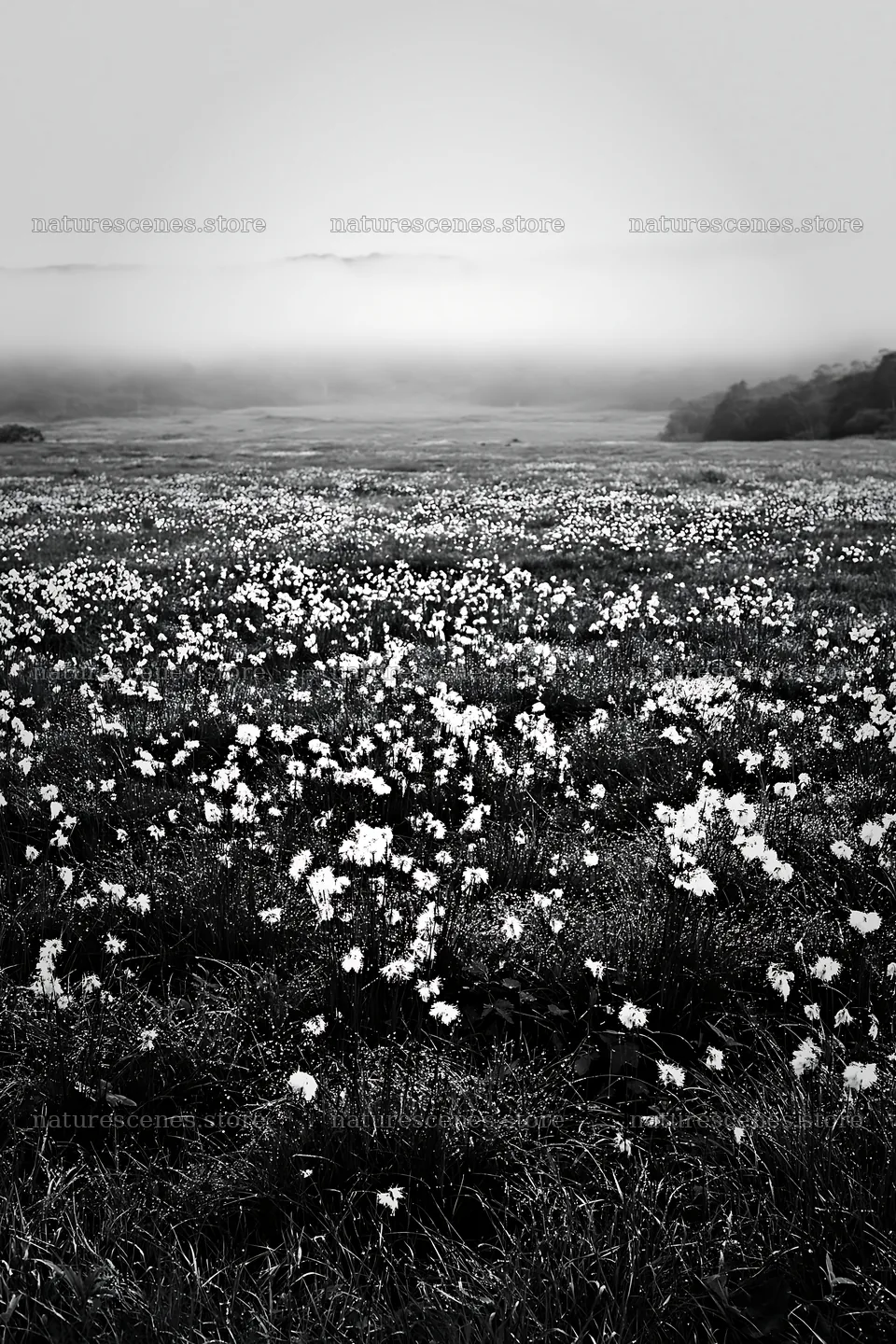Expansive Hokkaido restoration meadow with dewdrops – nature scenes 6480x9722
