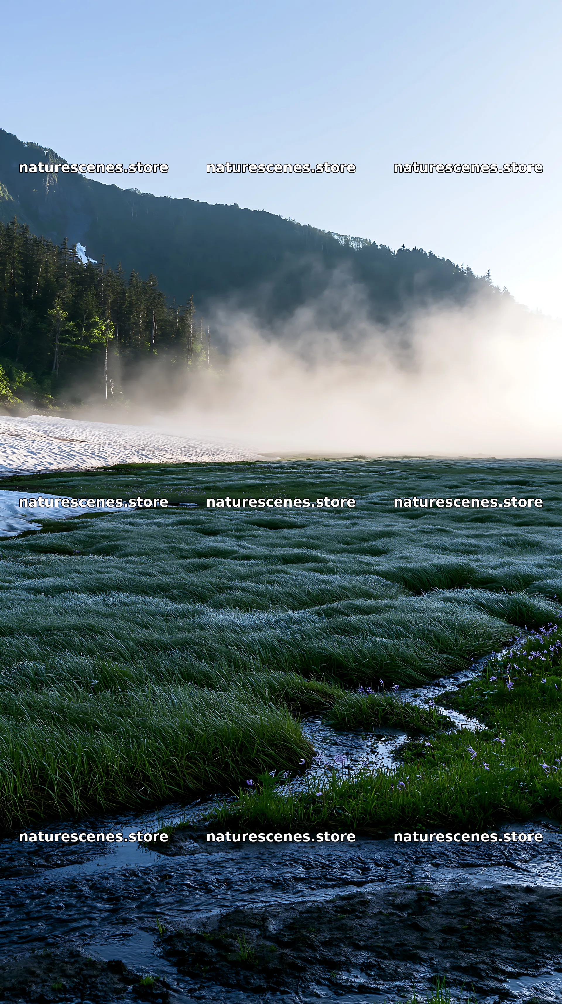 Akita snowmelt meadow with silver grasses on a clear morning – nature scenes 5938x10608