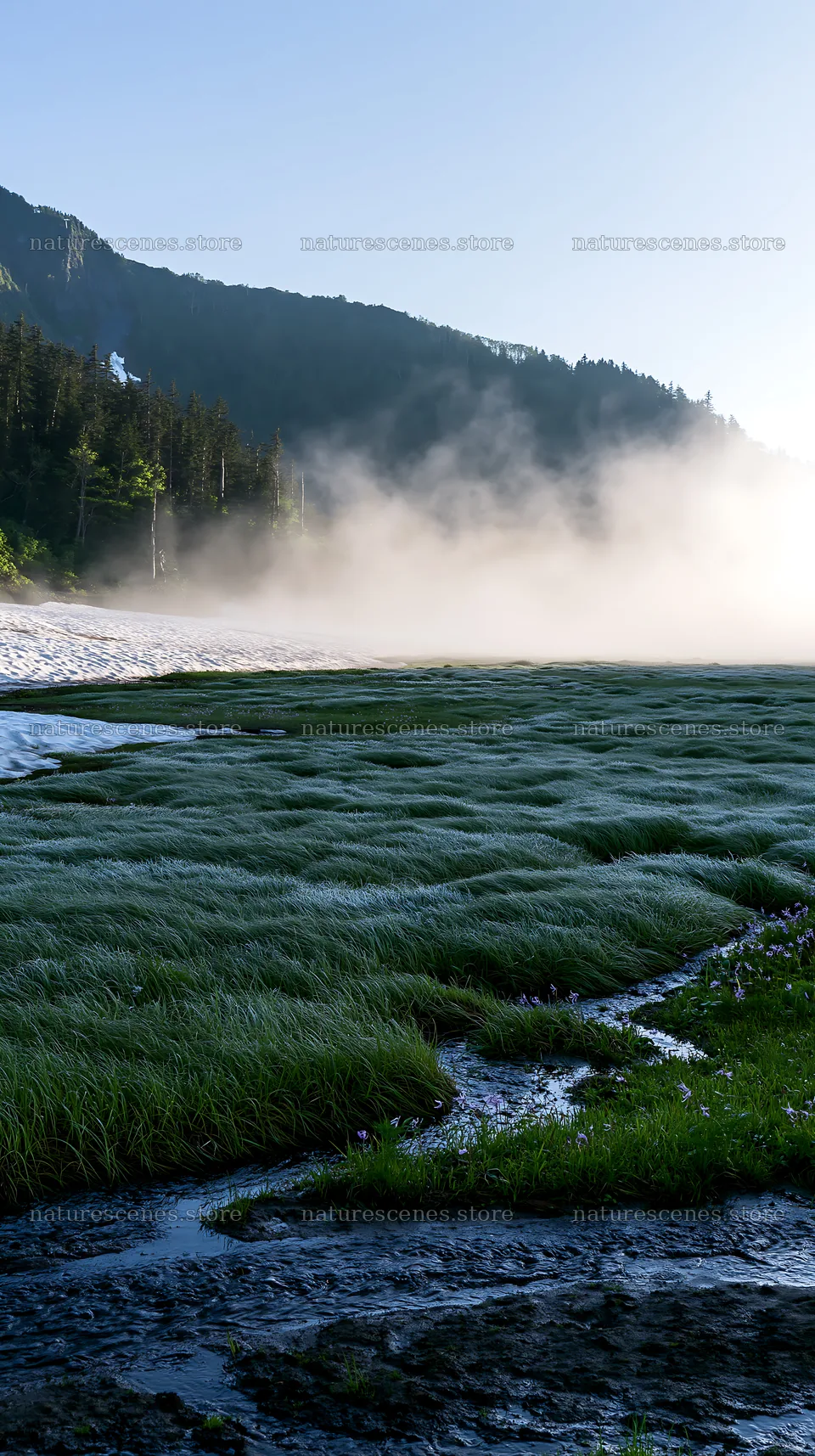 Akita snowmelt meadow with silver grasses on a clear morning – nature scenes 5938x10608
