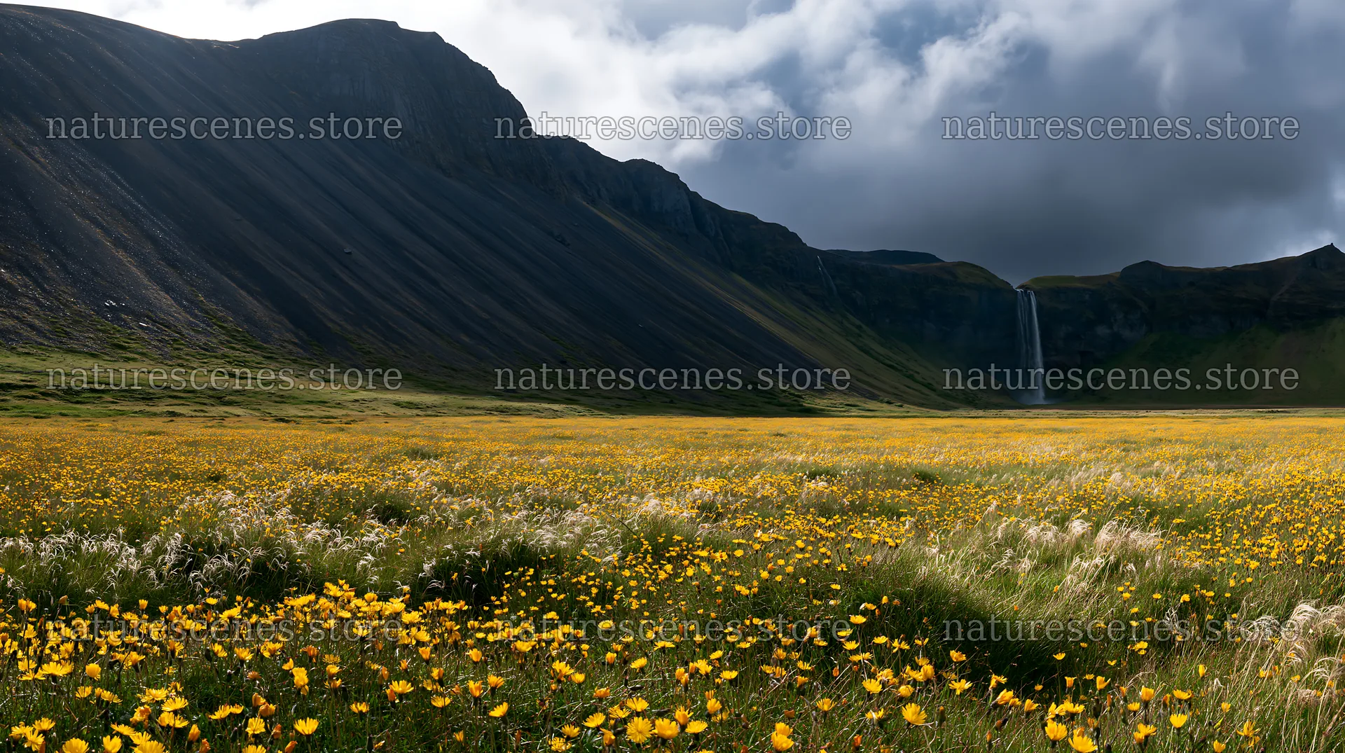 Meadow filled with yellow flowers near mountain waterfall – nature scenes 10608x5938