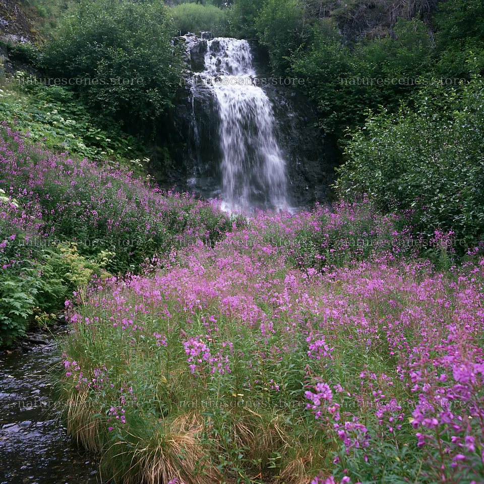 Wildflower meadow near waterfall in a natural setting – nature scenes 7938x7938