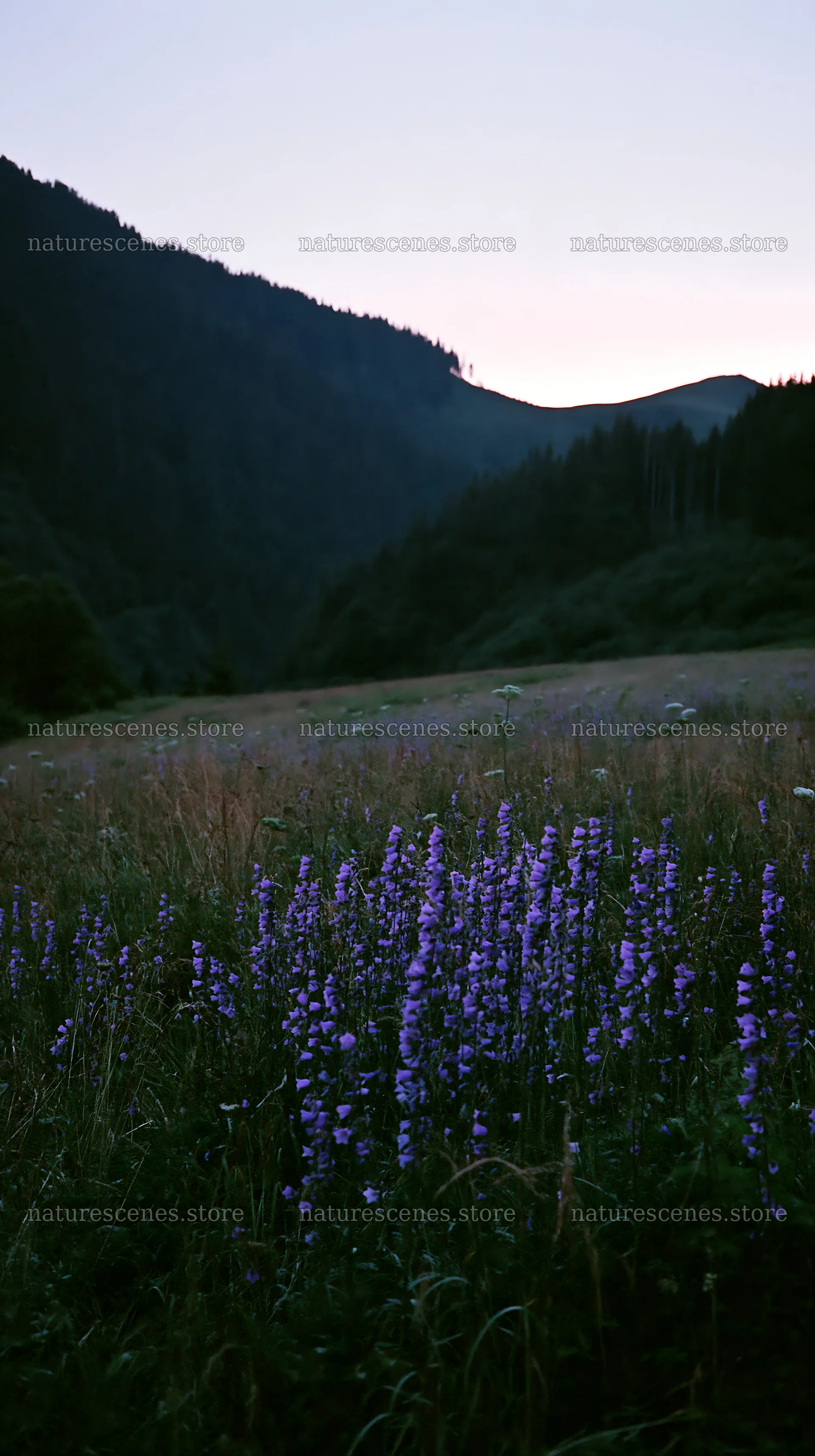 Slovak meadow across Carpathian valley at dusk – nature scenes 5938x10608