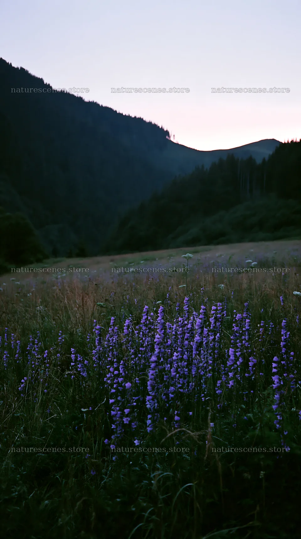 Slovak meadow across Carpathian valley at dusk – nature scenes 5938x10608
