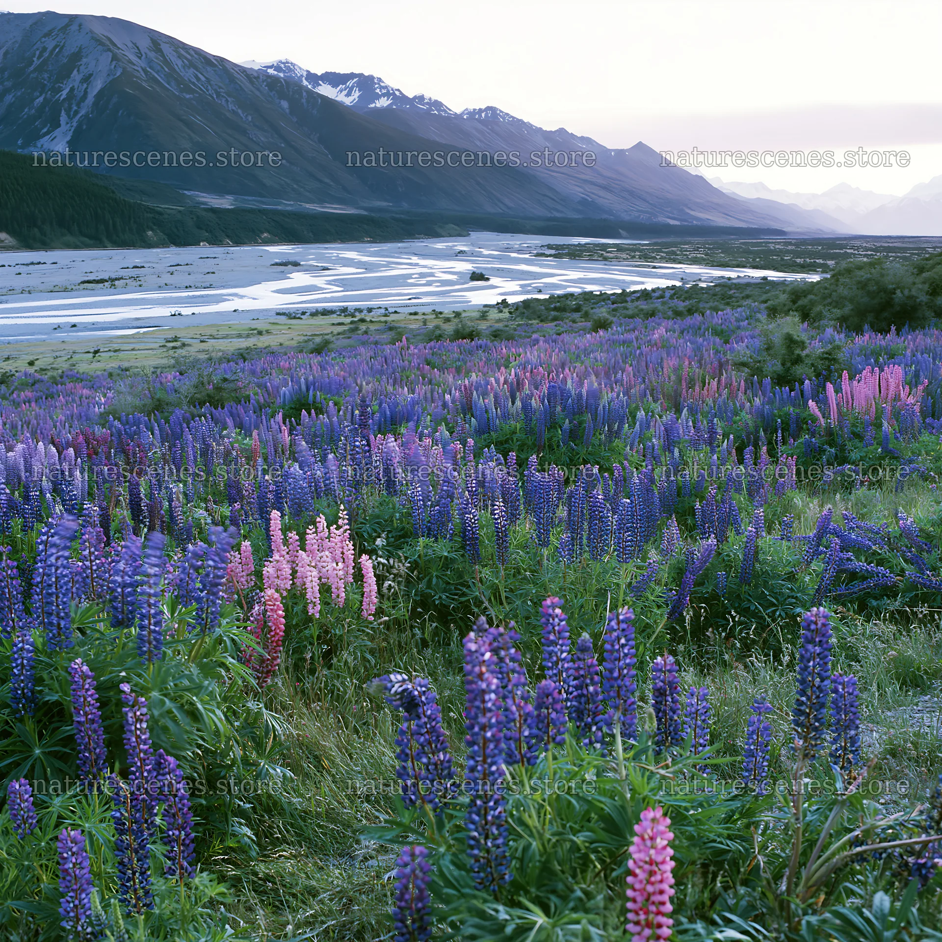 Lupin meadow with mountains and river in the background – nature scenes 7938x7938