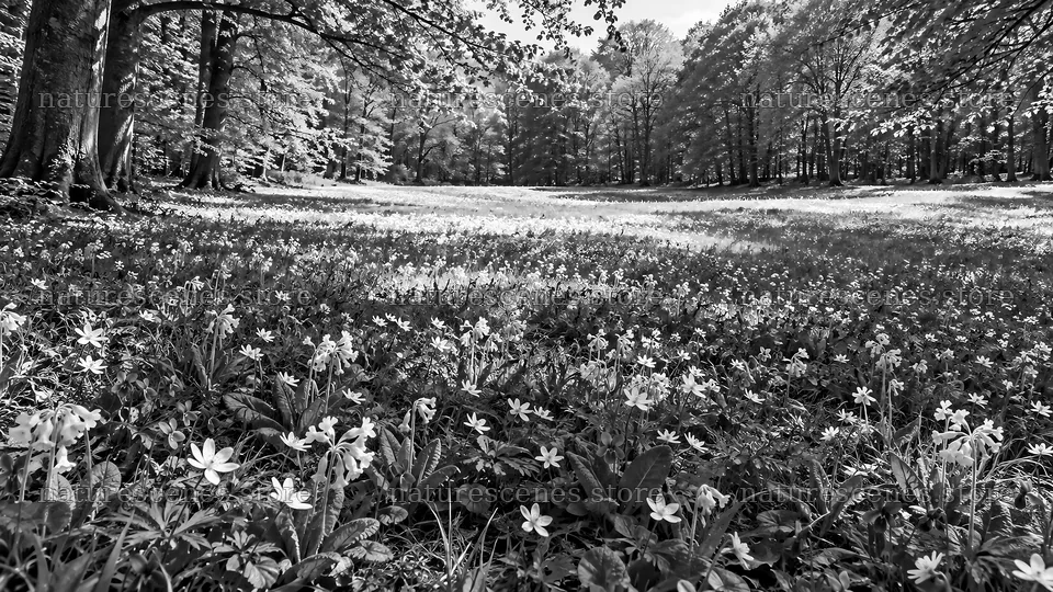 Monochrome Forest Clearing with Wildflowers – nature scenes 10324x5812