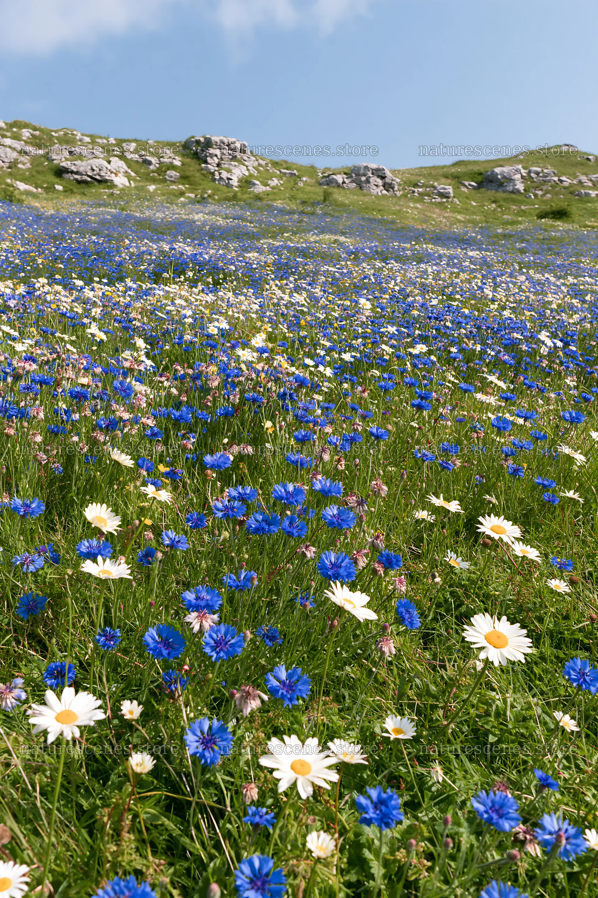 Cornflower meadow under a clear sky in springtime – nature scenes 6480x9722