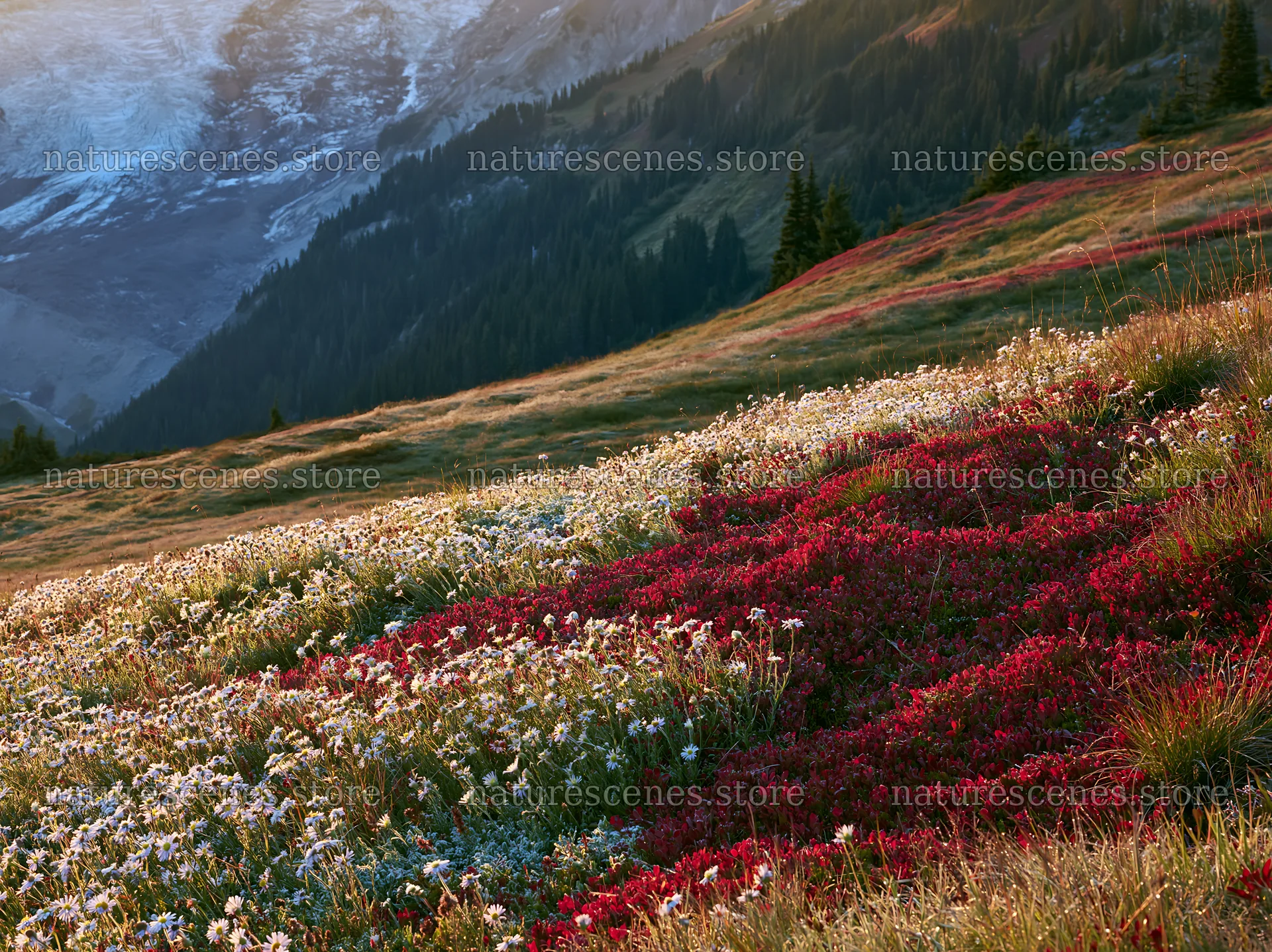 Mount Rainier wildflower meadow sunrise with red and white blooms – nature scenes 9174x6866