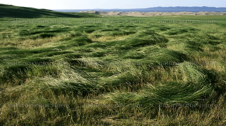 Tottori windy meadow with dune grasses – nature scenes 10608x5938