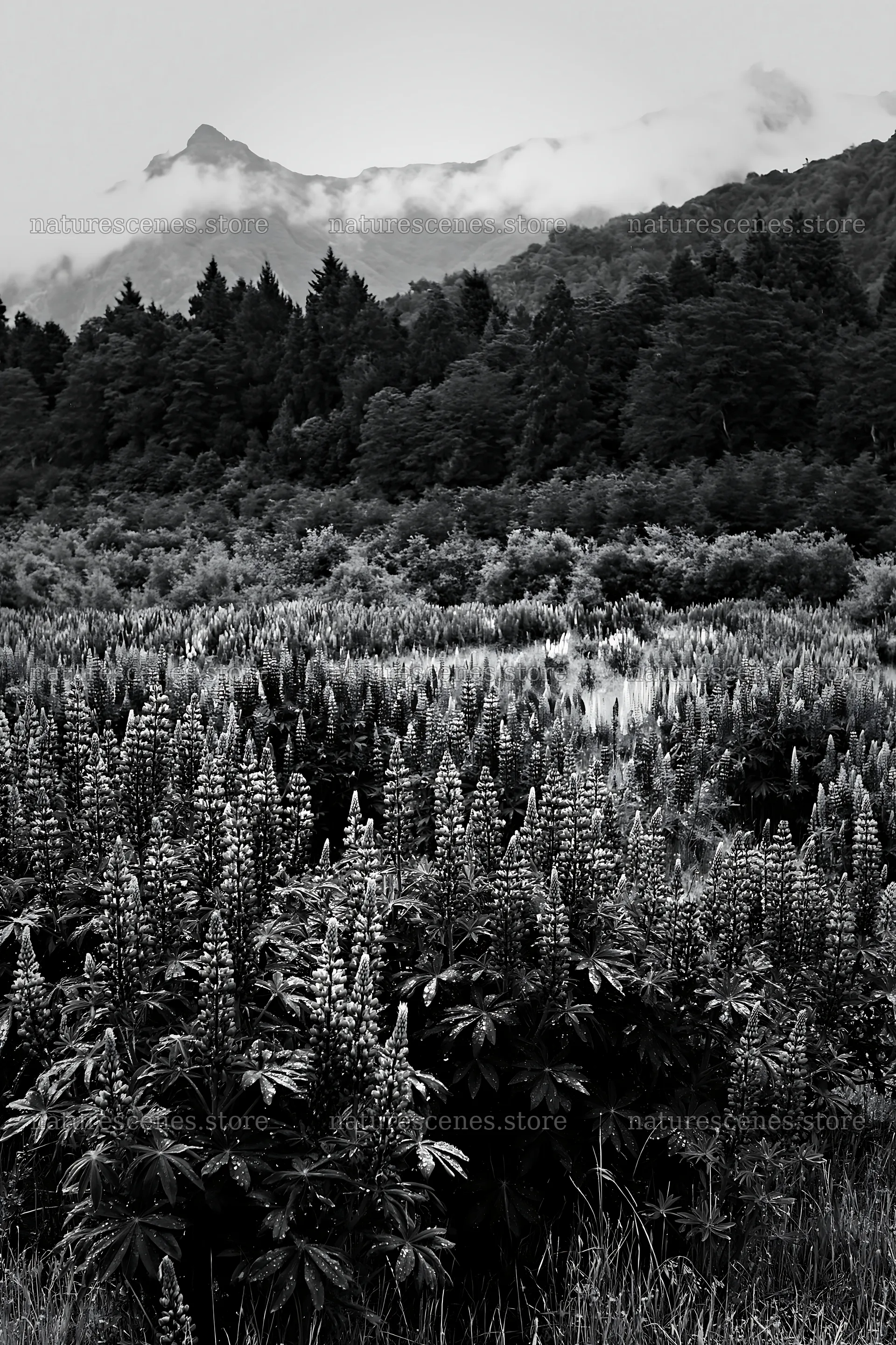 Lupin meadow in foreground with mountains in background – nature scenes 6480x9722