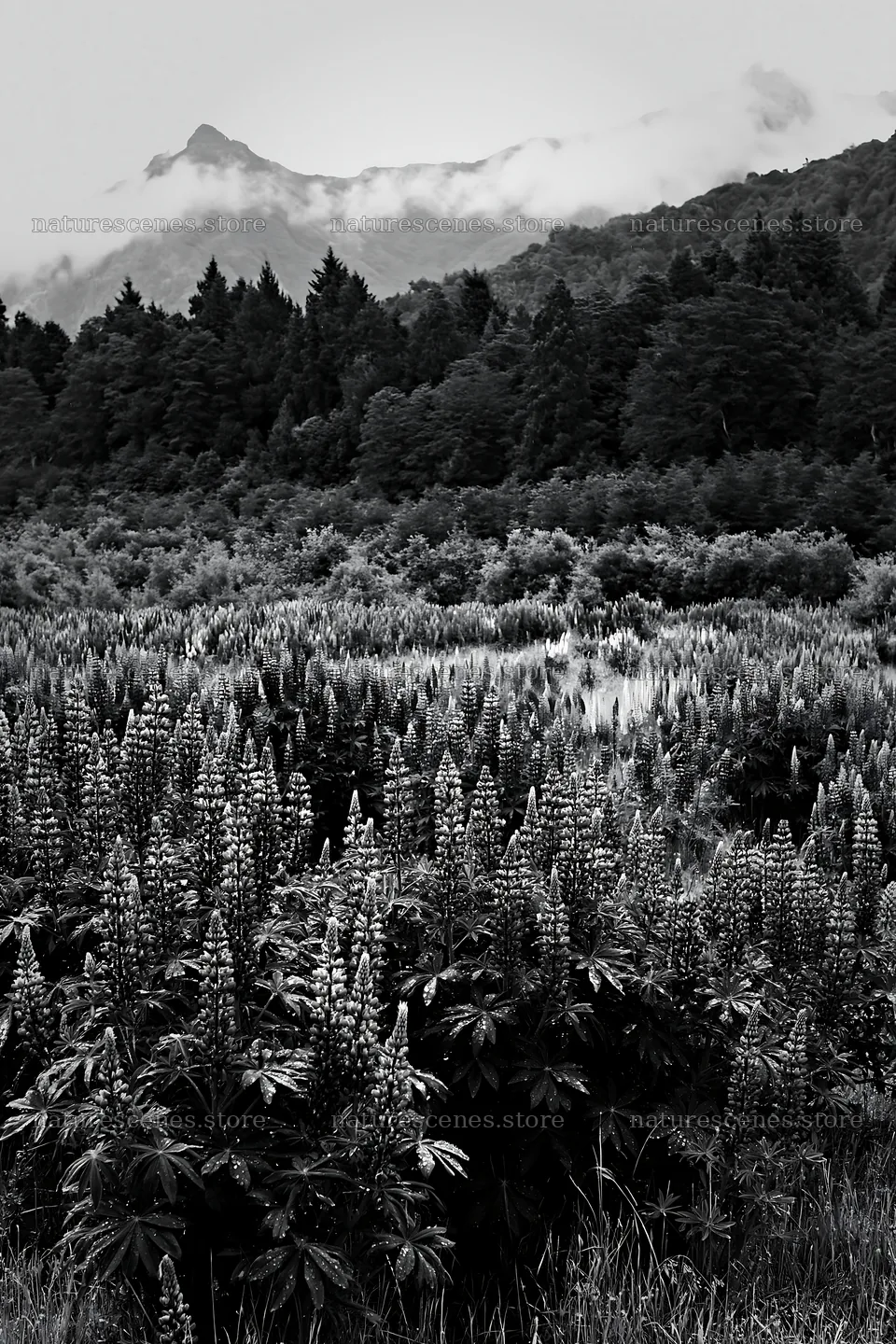 Lupin meadow in foreground with mountains in background – nature scenes 6480x9722