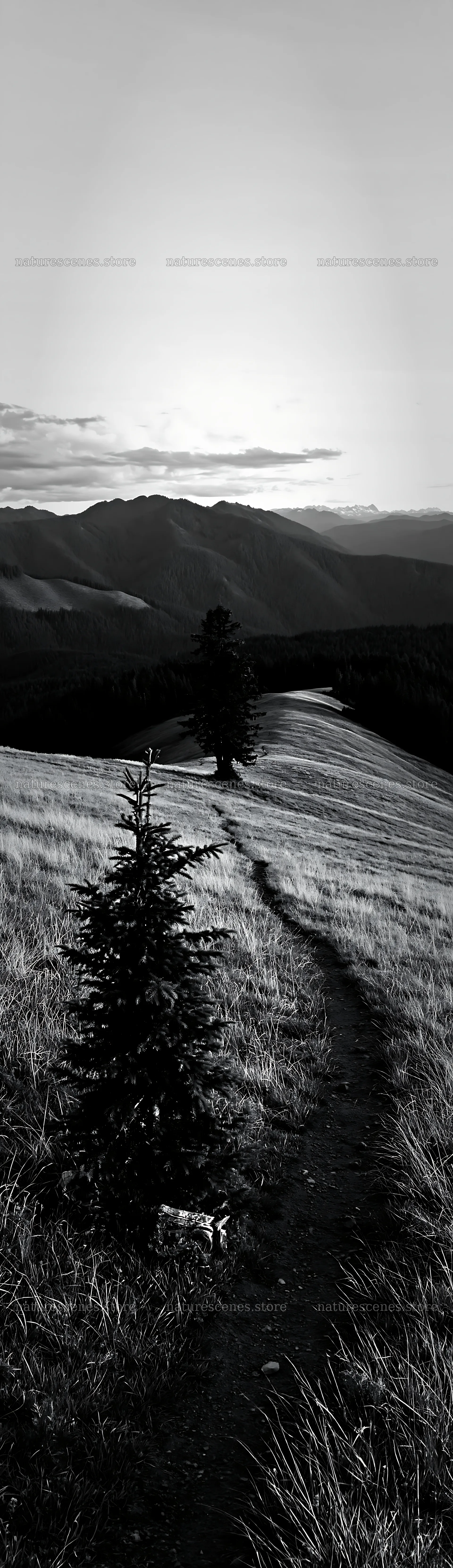 Path through evergreen trees in a mountain landscape – nature scenes 4268x14762