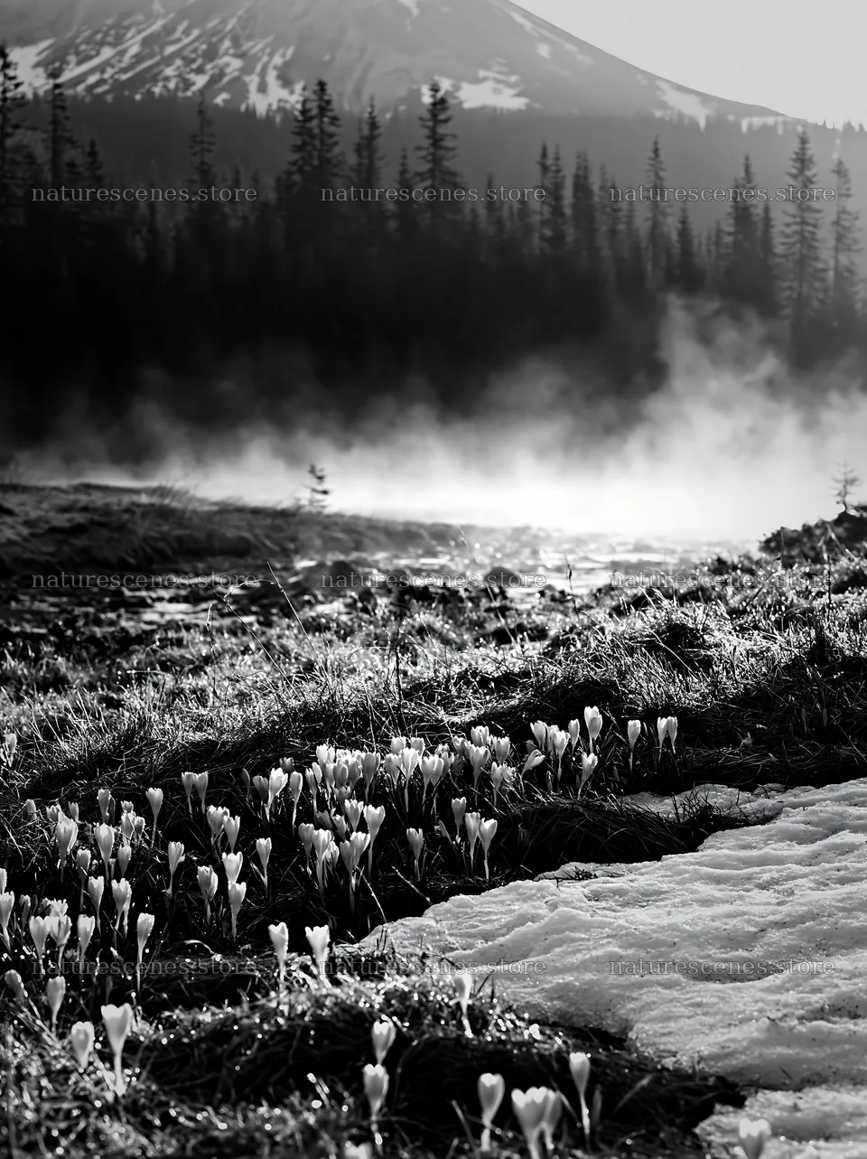 Snowmelt meadow with flowers and steam in the background – nature scenes 6866x9174