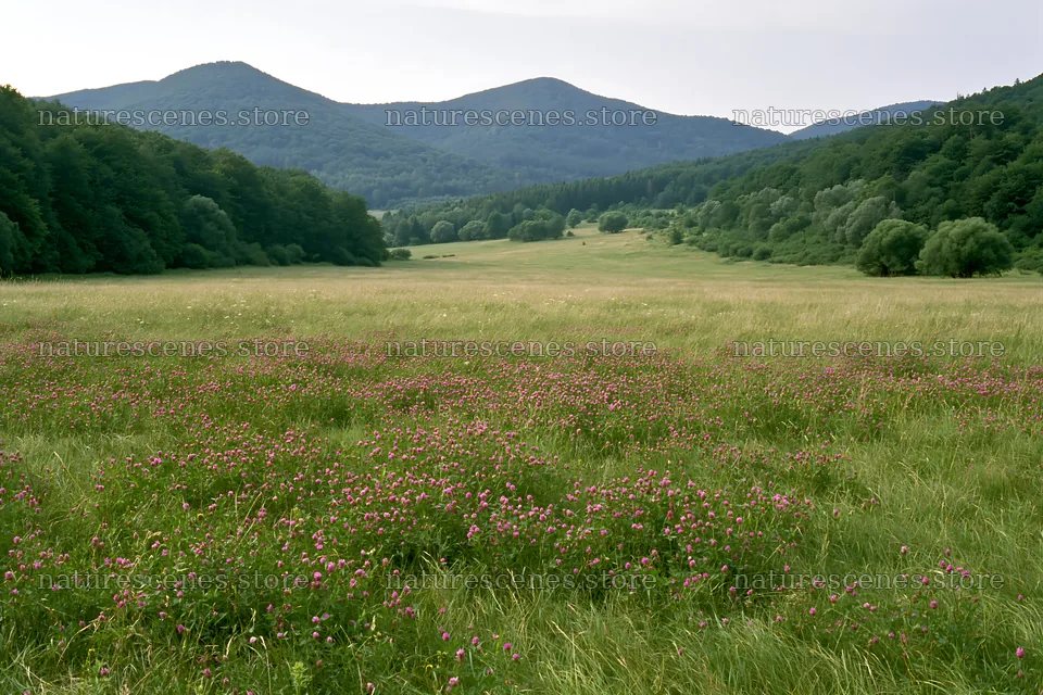 Slovak meadow in Carpathian valley with wildflowers – nature scenes 9722x6480