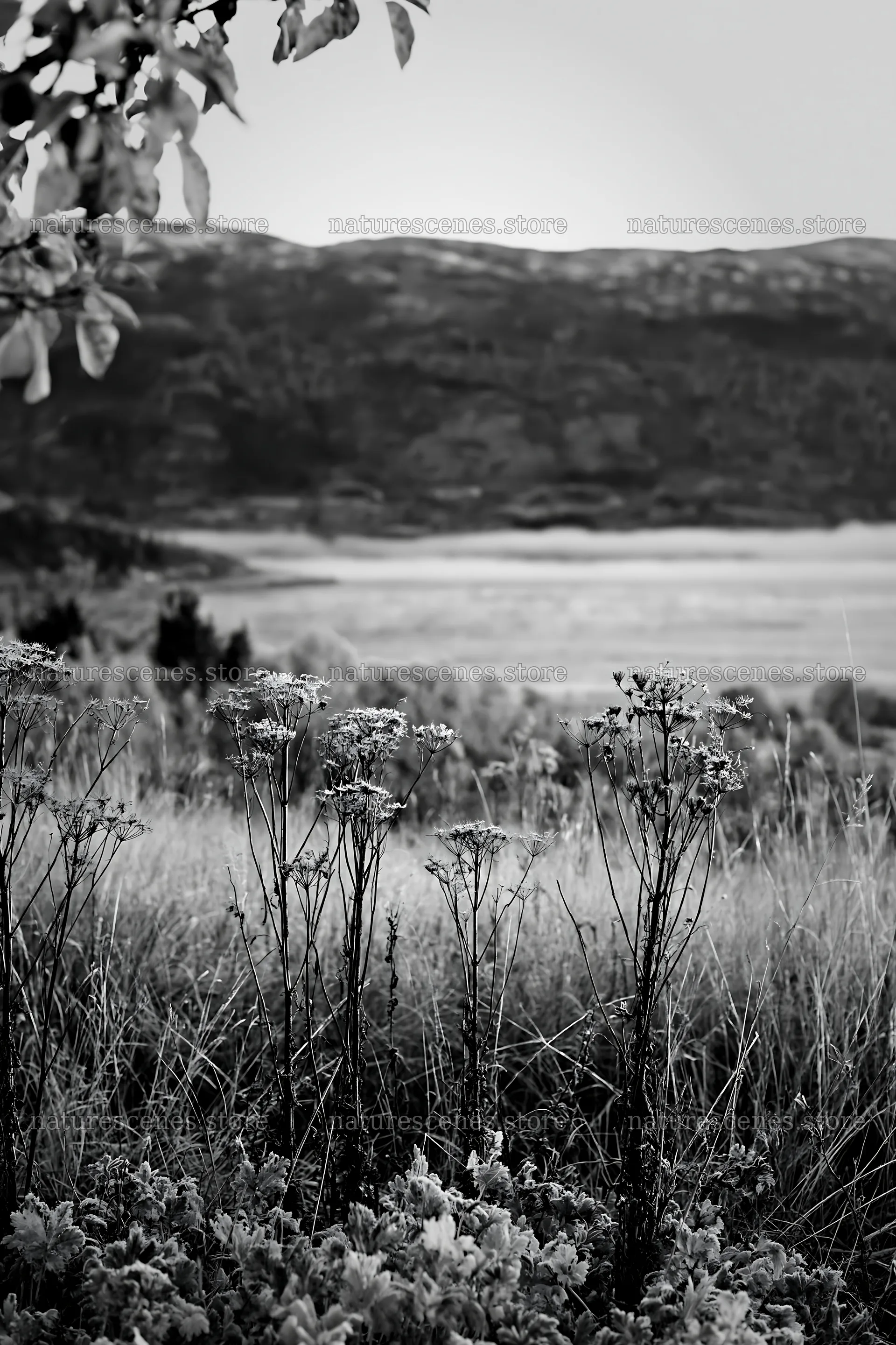 Fjord orchard meadow viewed with dry grass and plants in foreground – nature scenes 6480x9722