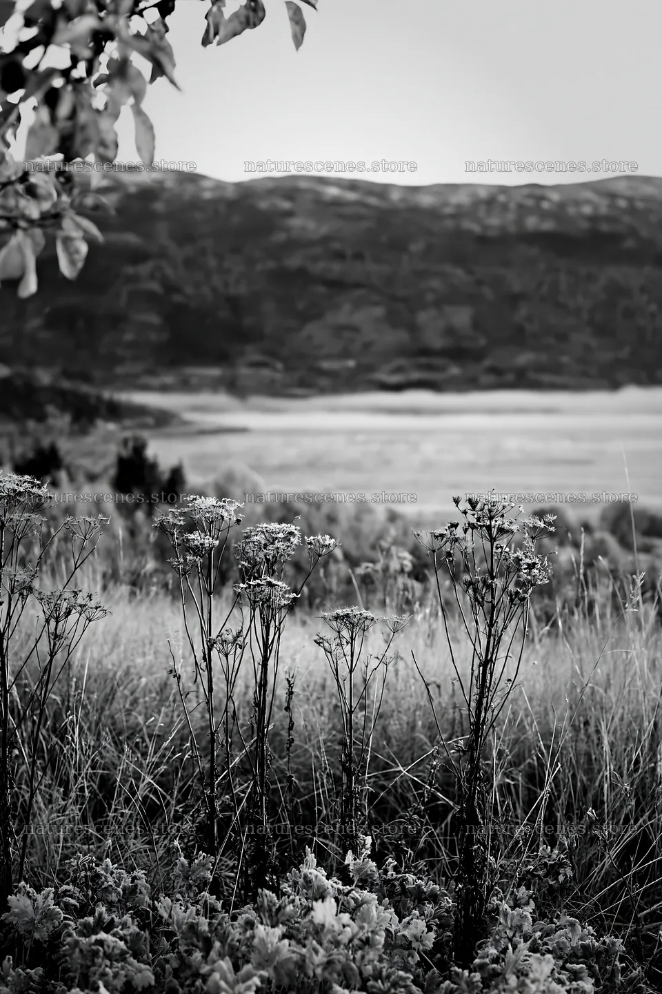 Fjord orchard meadow viewed with dry grass and plants in foreground – nature scenes 6480x9722