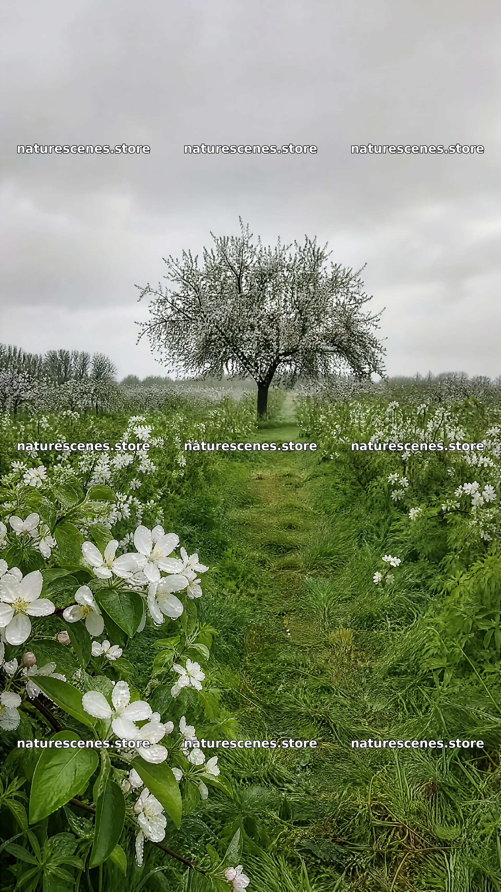 Apple blossom meadow with a single tree and flowers – nature scenes 5952x10584